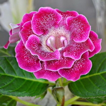 ГЛОКИНИЯ   АО КАТАРИНКА