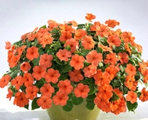 Бальзамин Lollipop Peach Salmon   Производитель: Benary