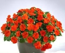 Бальзамин Lollipop Orange - Производитель: Benary