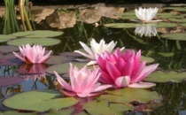 семена нимфеии 