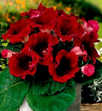 ГЛОКСИНИЯ РОЙ ДЕ РУЖ