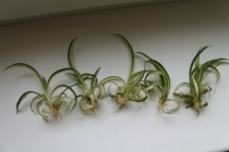 ХЛОРОФИТУМ ХОХЛАТЫЙ